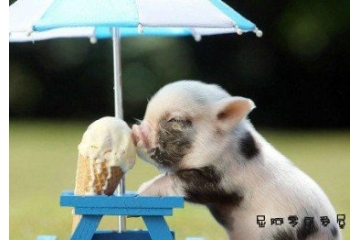 可爱猪猪可爱冰欺凌