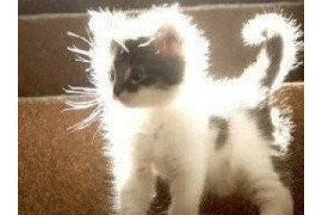 阳光下的猫猫可爱图片