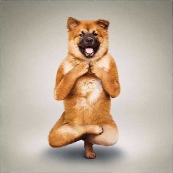 狗狗恶搞瑜伽可爱图片