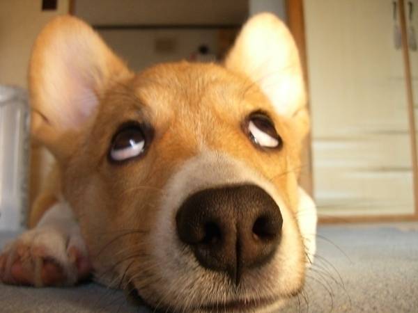 狗狗翻白眼恶搞可爱图片