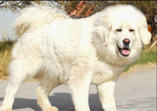 中国最大的纯种土狗中华田园犬