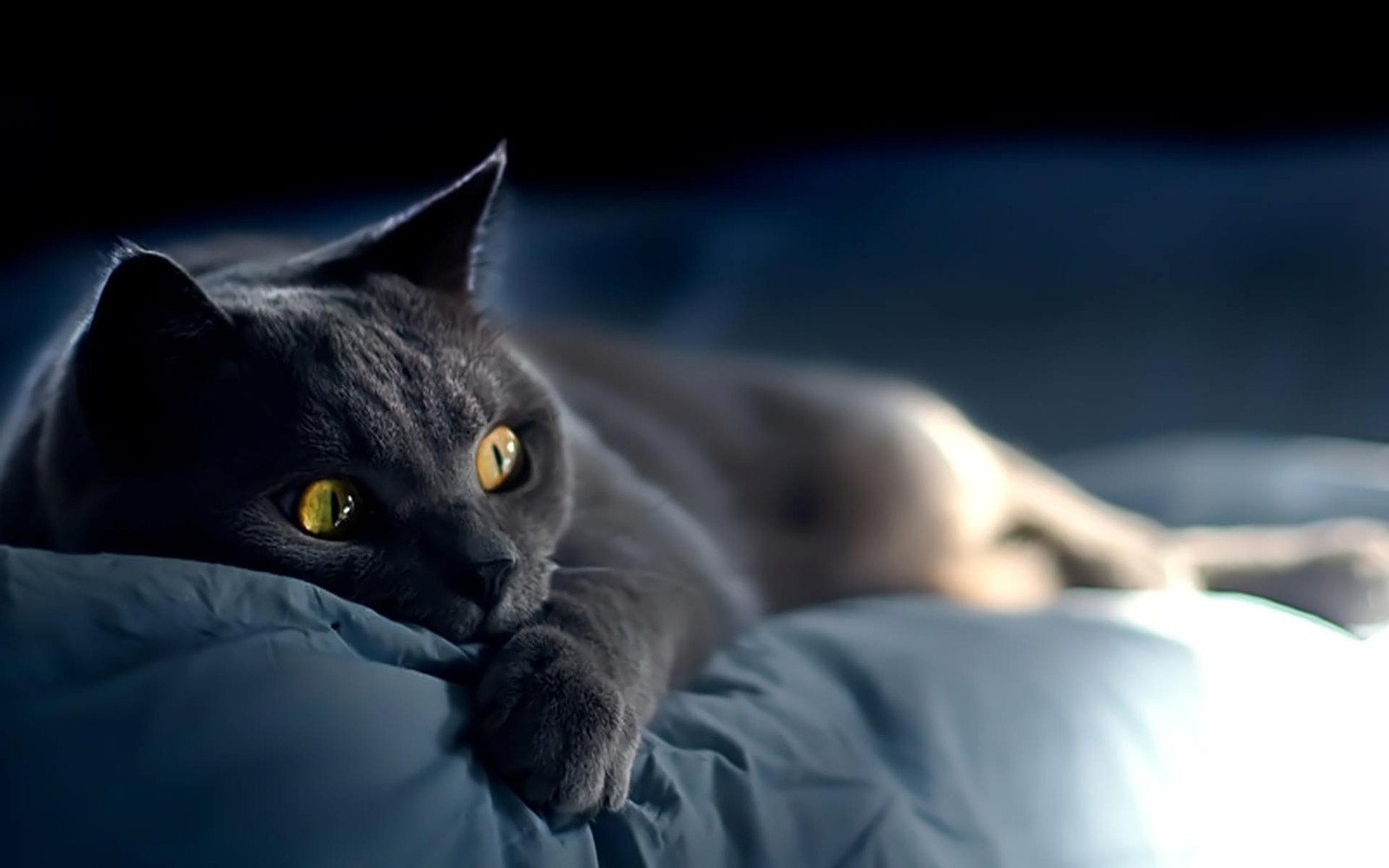 漂亮滴可爱猫猫卧床壁纸
