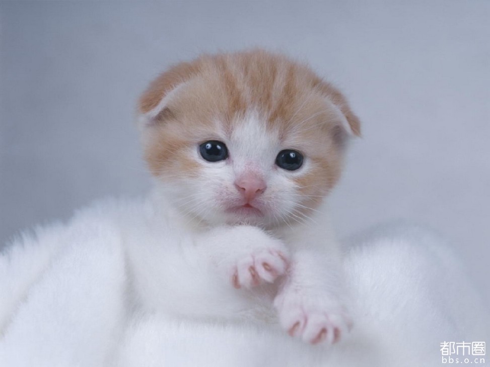 猫猫幼崽白粉条纹