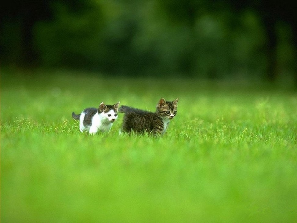 草丛猫猫摄影作品