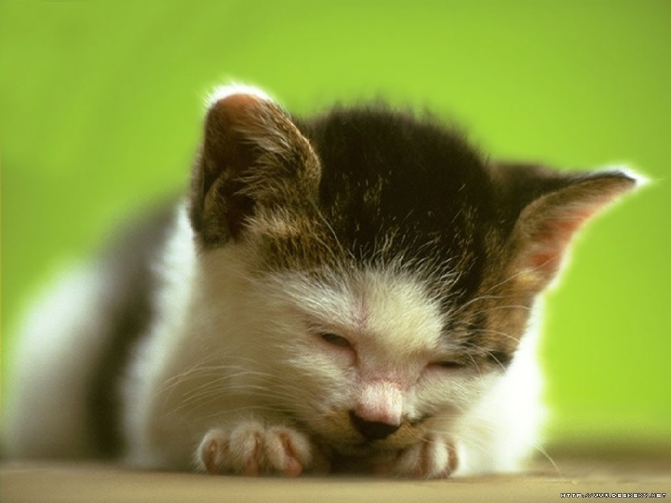 猫猫幼崽摄影大图