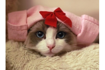 超级可爱的猫猫小红帽