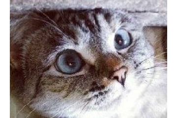 大眼猫猫可爱图片