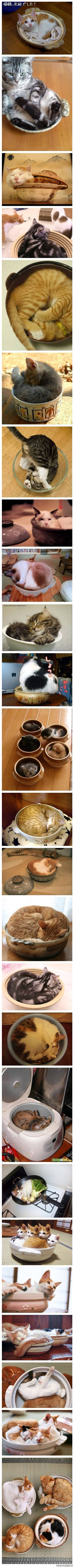 在碗里的猫猫可爱图片