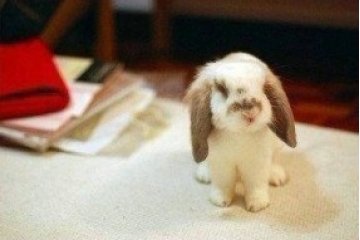 超可爱小兔兔