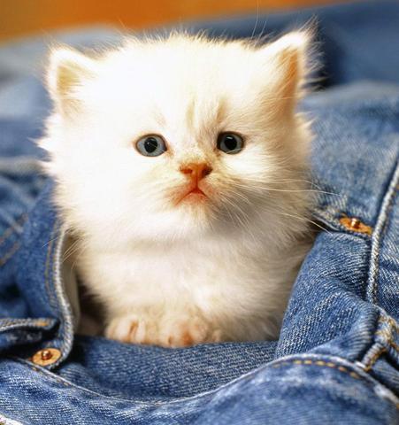 世界最可爱小猫图片