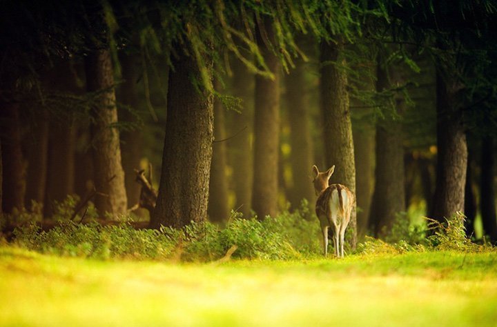 唯美小鹿图片—森林的精灵