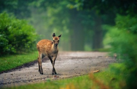 唯美小鹿图片—森林的精灵