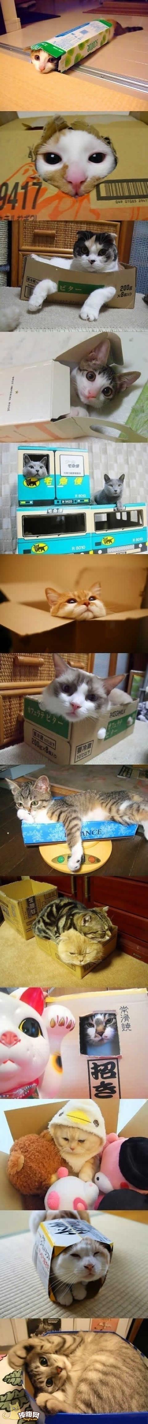 盒子里的猫猫们