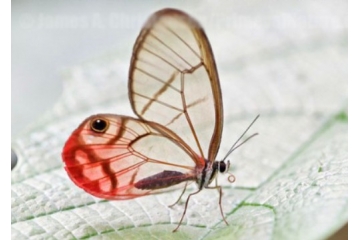 透明翅膀的蝴蝶