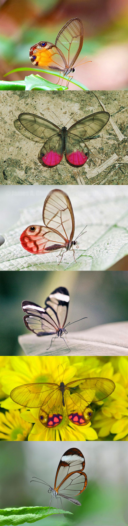 透明翅膀的蝴蝶