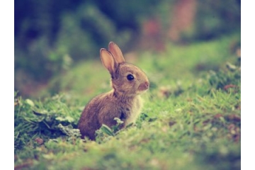 <b>可爱的小兔子图片高清</b>