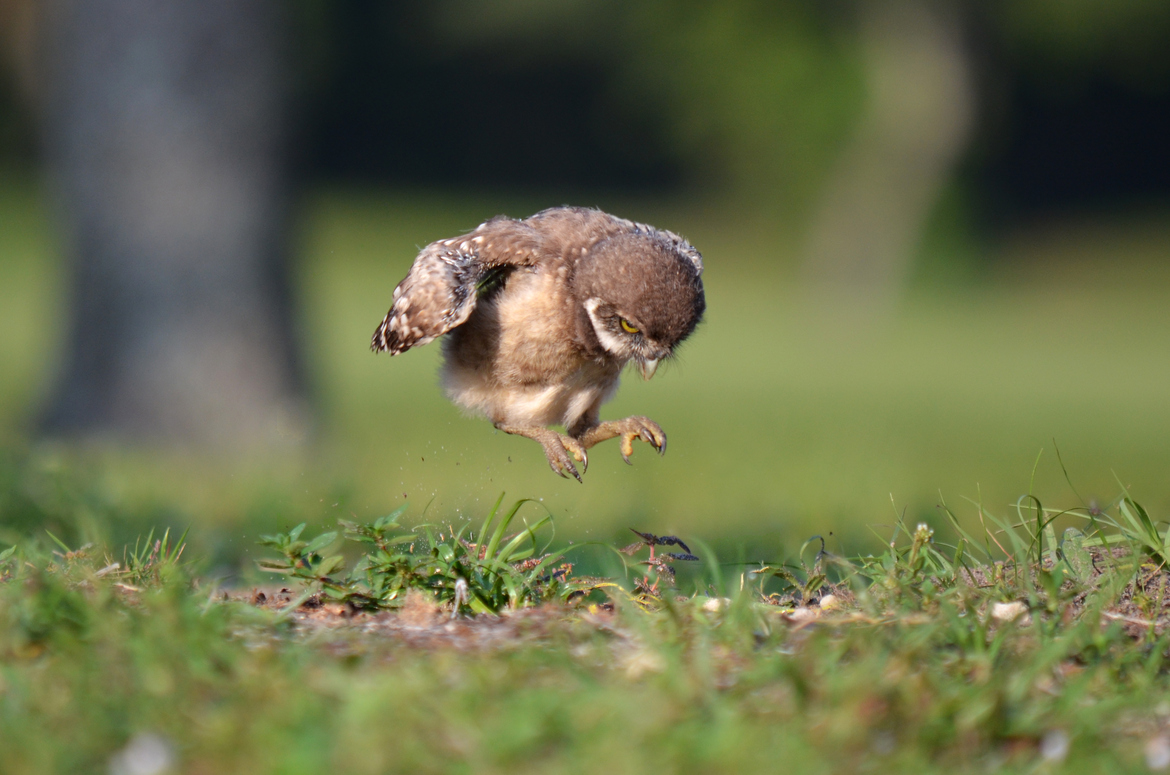 Baby Owl Eagle Bird - Free photo on Pixabay - Pixabay