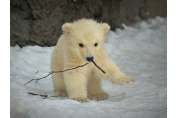 可爱小北极熊图片高清