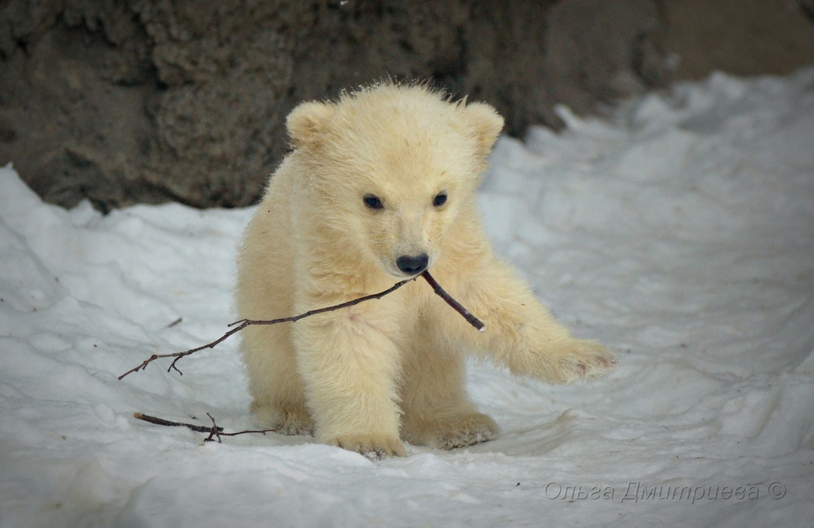 可爱小北极熊图片高清
