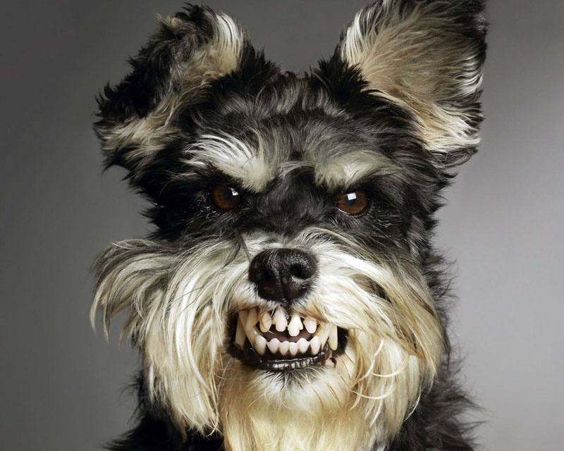 超搞笑狗狗表情图片