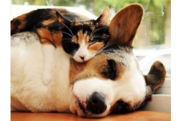 超可爱的猫咪和狗狗图片