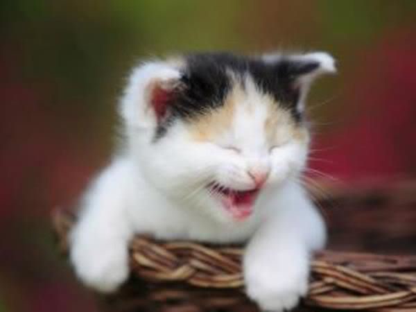 搞笑微笑猫咪图片