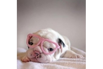 超可爱带眼镜的狗狗图片