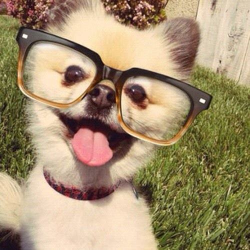 超可爱带眼镜的狗狗图片