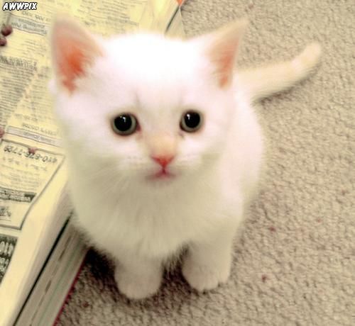 超可爱白色猫猫图片
