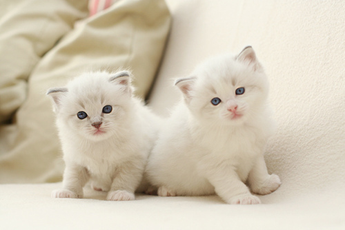 超可爱白色猫猫图片