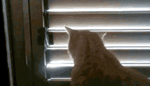 成精猫咪搞笑动态图