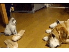 可恶猫猫总是欺负可爱无辜的拉布拉多童