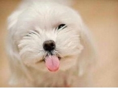 <b>可爱狗狗幼犬大全</b>