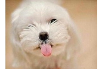 <b>可爱狗狗幼犬大全</b>