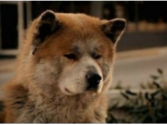 <b>你给了狗狗我生命</b>