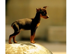 <b>活泼的精灵小鹿犬</b>