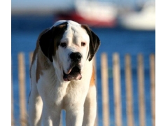 <b>受人尊敬的搜救犬</b>