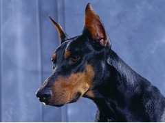 <b>德国杜宾犬详细介</b>