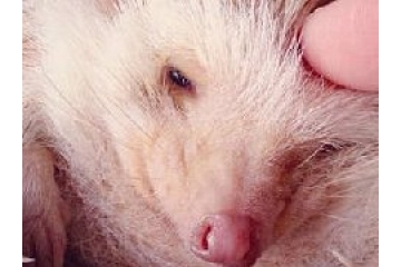 可爱刺猬唯美图片