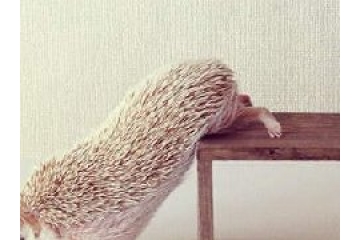 可爱刺猬唯美图片第三弹