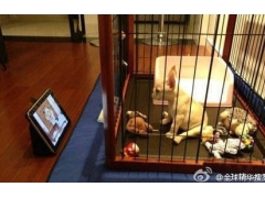 可爱狗狗图片