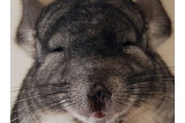 宠物龙猫图片大全第四弹
